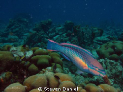 Princess Parrott Fish-Bonaire by Steven Daniel 